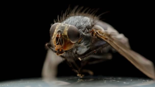 죽은 파리 벌레 근접 형 매크로 (Dead fly bug close-up macro), 검은 배경에 붙어 있는 해충 해충 해충, 말린 집파리 — 비디오