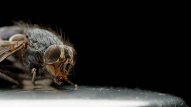 Toter Fliegenkäfer Nahaufnahme Makro, Insektenschädling Entomologie Insektizid auf schwarzem Hintergrund, getrocknete Stubenfliege — Stockvideo