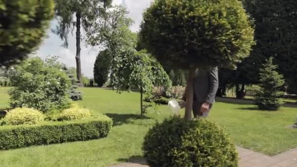 Groom goes down the alley between bushes with a wedding bouquet to his beloved bride, first meeting — Stock Video