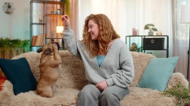 Genç Kafkasyalı kızıl saçlı kadın evdeki koltukta köpeğini eğitiyor, evcil hayvanı sevinçle arka ayakları üzerinde durmaya teşvik ediyor. Mutlu kız, odaklanma, itaat ve sevimli yüz ifadesini gösteren neşeli bir hayvanla etkileşime girer..