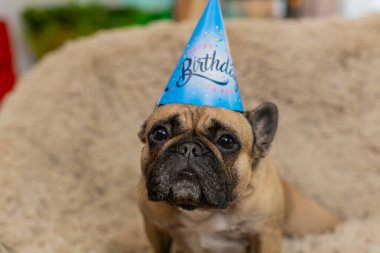 Doğum günü konisi şapkalı komik pug köpeği kanepede oturur ve tuhaf bir ifadeyle kameraya bakar. Hayvan kutlamayı bekler, heyecan, kişilik ve tatlı bir beklenti gösterir..
