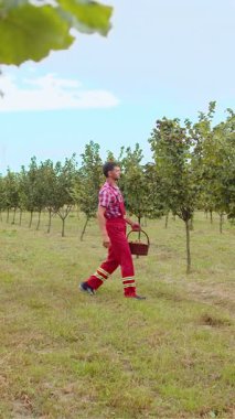 Kafkasyalı çiftçi bahçedeki fındık ağacından olgun fındık topluyor. Bahçıvan tarım uzmanı tarlada çiğ fındık yetiştiriyor. Çiftlik zamanı hasat. Sağlıklı doğal yiyecek.