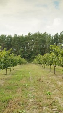Fındık ağaçları sıra sıra tarımsal tarım bahçesi. Kırsal alandaki dallardan sarkan taze, olgun fındık meyveleri yetiştiriyor. Sonbahar çiftliğini hasat et. Sağlıklı doğal gıdalar, çevre dostu ürünler.