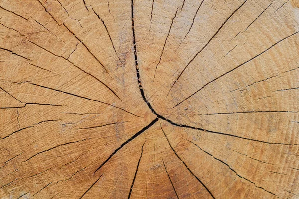 뜰에서는 나무를 톱으로 잘랐습니다 반지를 나무가 갈라지는 — 스톡 사진