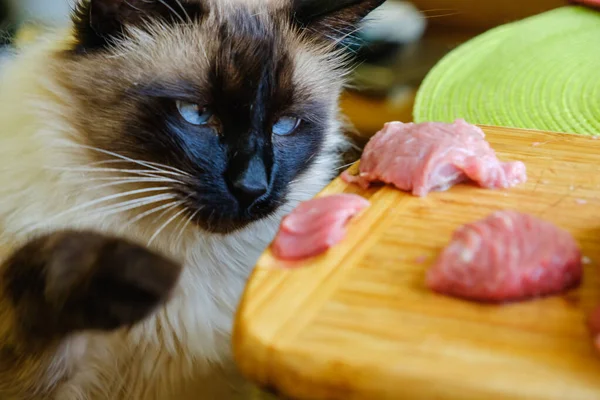 아름다운 고양이가 식탁에서 날고기를 훔치다 로열티 프리 스톡 사진