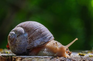 Yollarda sürünen kabuklu büyük salyangoz, bahçede yaz günü