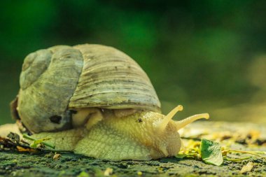 Yollarda sürünen kabuklu büyük salyangoz, bahçede yaz günü