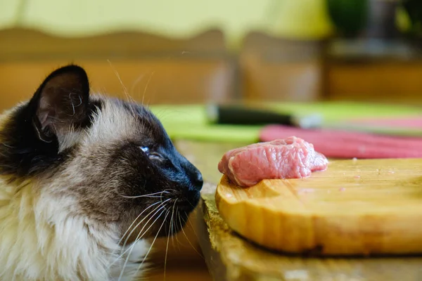 A Balinese cat steals raw meat from the table.