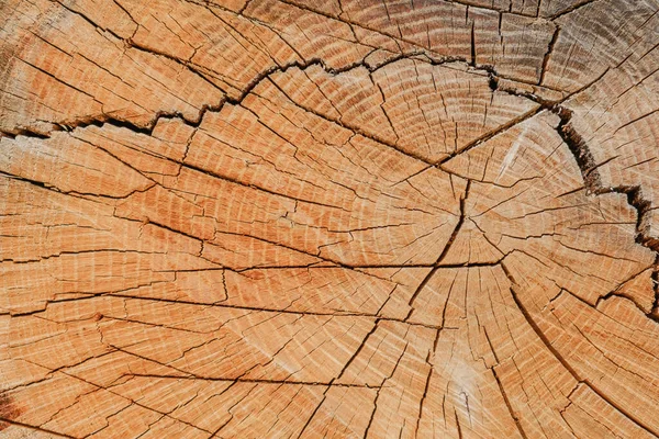 Arka planda tahta testeresi. Yıllık halkaları gösteren kırık keresteler.