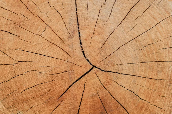 톱질을 한 톱으로 나무 배경을 잘라 내는 모습. — 스톡 사진