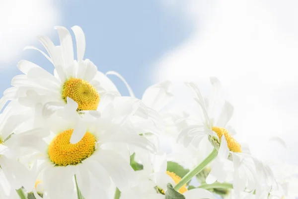 Manzanilla Hermoso Cielo Flores Soleado Medio Ambiente — Foto de Stock