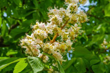 Bir ağacın yeşilliği ve çiçek açan kestane rengi yakın plan..