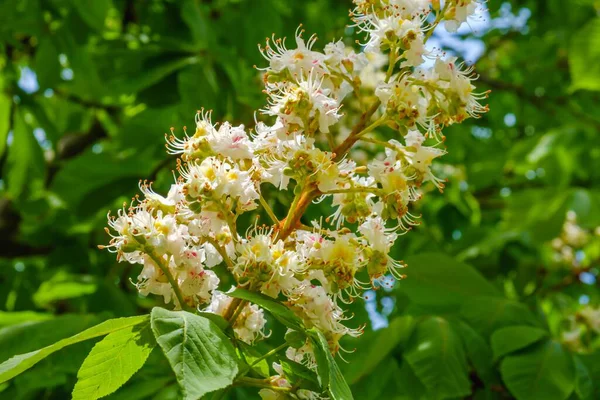 Bir ağacın yeşilliği ve çiçek açan kestane rengi yakın plan..