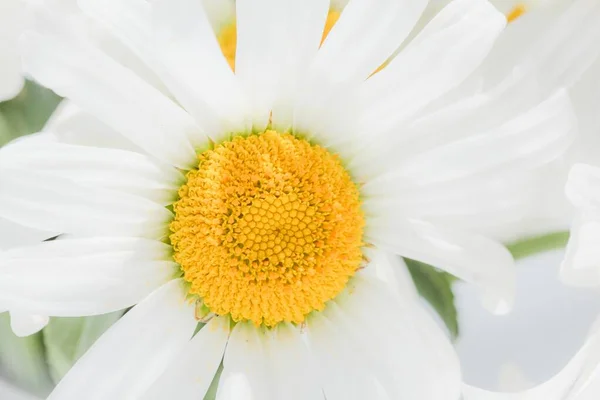 Manzanilla hermoso cielo de flores soleado. blanco — Foto de Stock