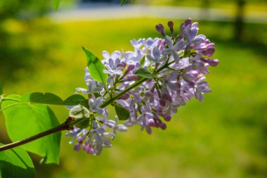 Leylak gökyüzü mavi baharda çiçek açar. Menekşe çiçeği