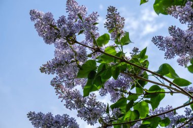 Leylak gökyüzü mavi baharda çiçek açar. Menekşe yakın çekim