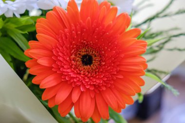 Çiçek buketi Gerbera 'yı soyutladı. romantik yeşil