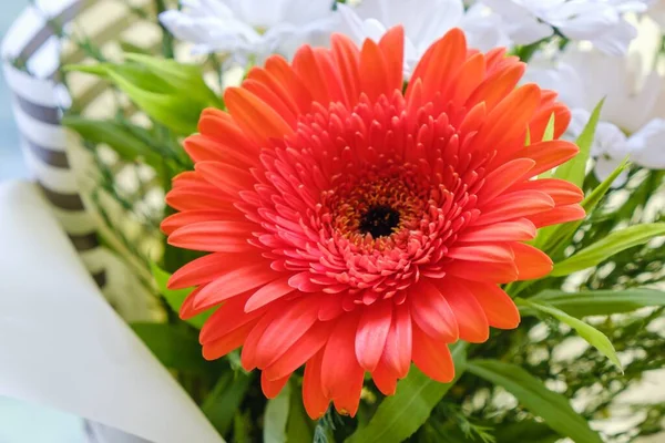 Çiçek buketi Gerbera 'yı soyutladı. aşk bitkisi