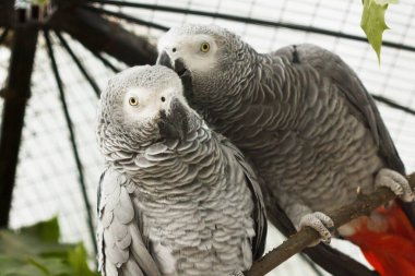 Afrikalı papağanlar gri öpüşme çifti. Vahşi hayat tatlı
