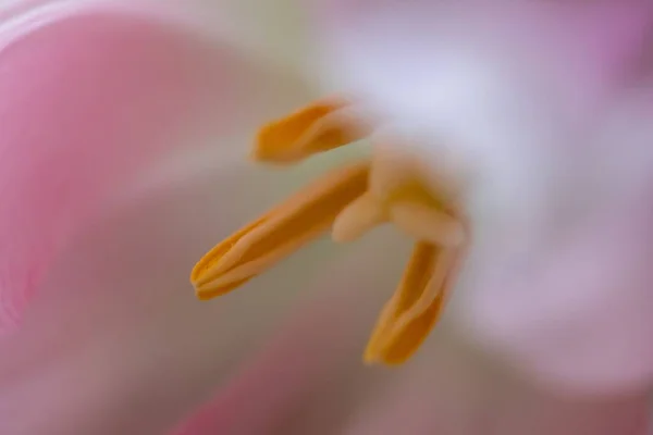 Flor Tulipa Buquê Folha Natureza Conceito Bonito — Fotografia de Stock