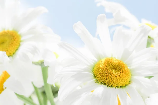 Chamomile beautiful flower sky sunny. white nature — Stock Photo, Image