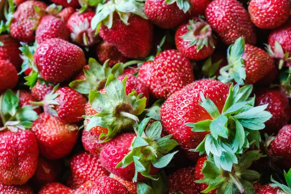 Sağlıklı çilek meyvesi olgunlaşmış. Lezzetli tarım