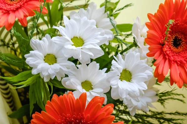 Çiçek buketi Gerbera 'yı soyutladı. bitki