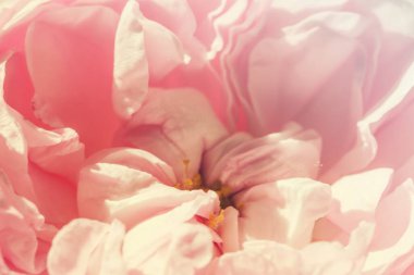 Bud flower rose pink nature. love natural