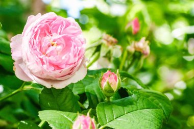 Bud flower rose pink nature. love bloom