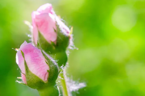 Bud flower rose pink nature. white natural