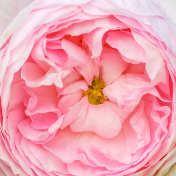 Bud flower rose pink nature. valentine — Foto de Stock