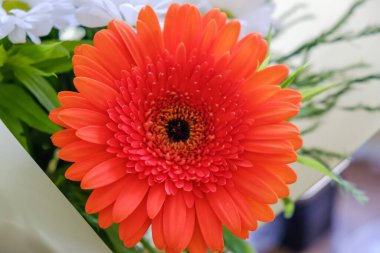 Çiçek buketi Gerbera 'yı soyutladı. Sevgililer Günü romantik