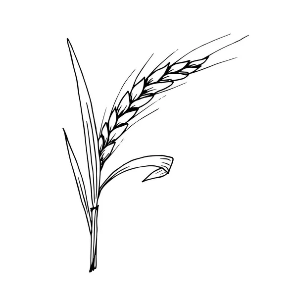 Ręcznie Rysowany Prosty Wektor Ilustracji Czarnym Obrysie Spike Pszenicy Zbóż — Wektor stockowy