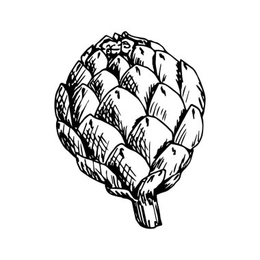 El çizimi siyah çizgili vektör çizimi. Sebze enginarı beyaz arka planda izole edilmiş. Organik sağlıklı sebze ürünleri, yiyecek, etiket, dükkan, market. Tarım ürünlerinin yetiştirilmesi.