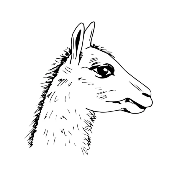 Handritad Enkel Vektor Illustration Svart Kontur Alpaca Huvud Kontur Sida — Stock vektor