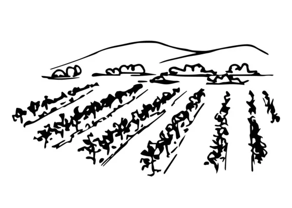 Vettore Inchiostro Disegnato Mano Grafica Semplice Paesaggio Viticolo Filari Arbusti — Vettoriale Stock