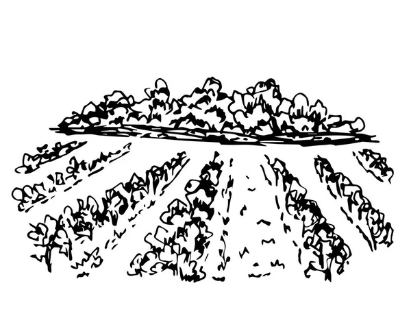 Disegnato Mano Inchiostro Semplice Schizzo Vettoriale Paesaggio Viticolo Filari Arbusti — Vettoriale Stock