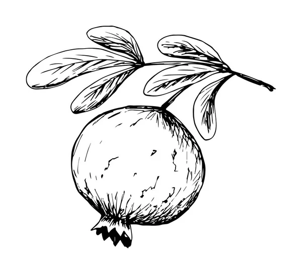 Desenho Tinta Vetorial Desenhada Mão Estilo Gravura Ramo Árvore Fruto —  Vetores de Stock