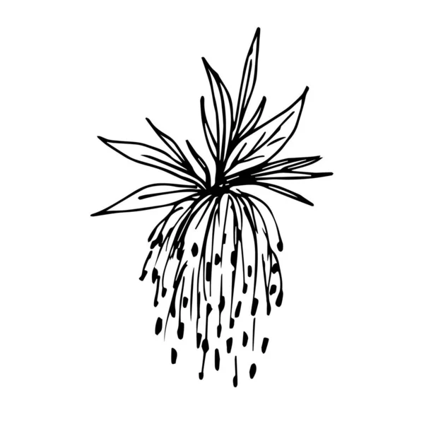 Siyah Çizgili Çizimi Vektör Çizimi Taze Bahar Yaprakları Akçaağaç Tomurcukları — Stok Vektör
