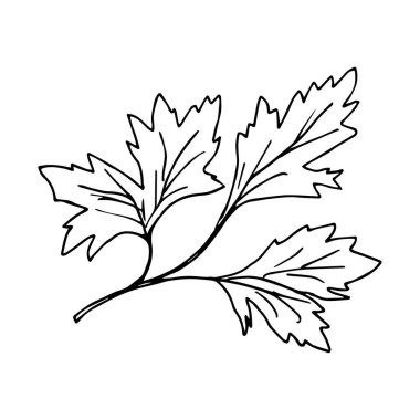 Simple vector ink drawing. Parsley branch, leaves in black outline isolated on a white background. Ingredient, menu, recipe. Garden herbs, plants.