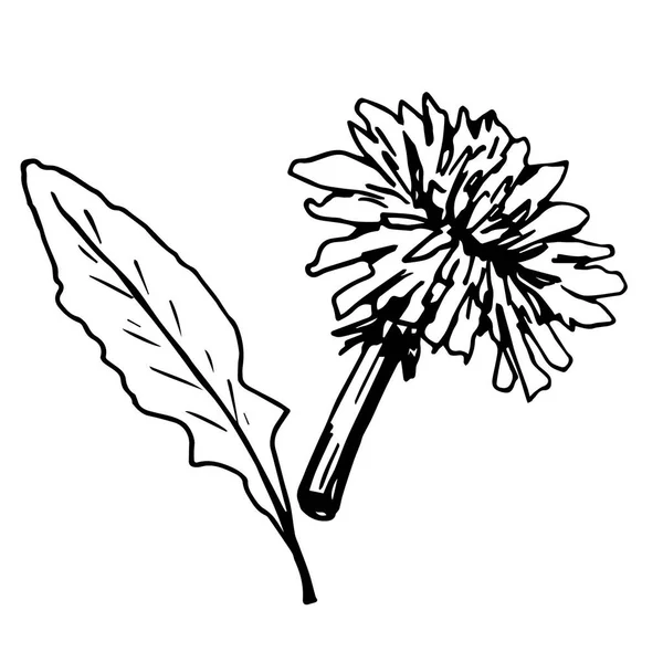 Hand-drawn simple vector illustration in black outline. Early spring dandelion flower, leaf isolated on a white background. Medicinal plant, taraxacum officinale.