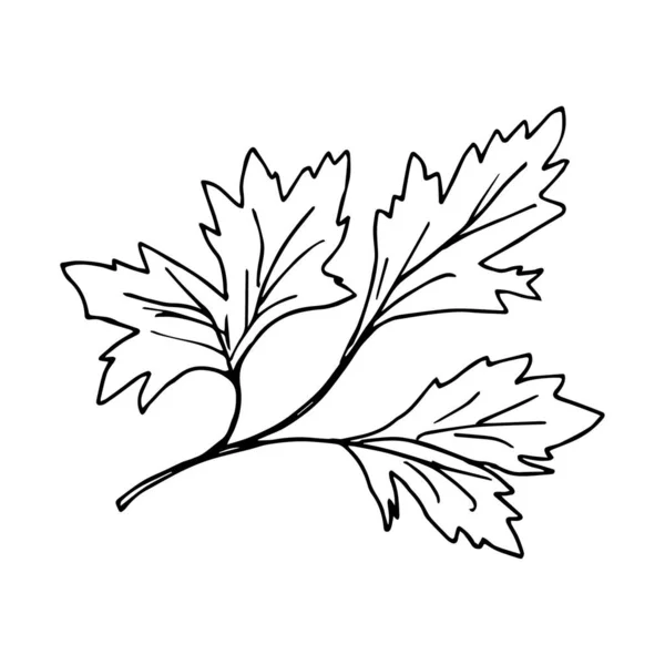 Dessin Encre Vectorielle Simple Branche Persil Feuilles Contour Noir Isolées — Image vectorielle