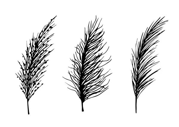 Handgetekende Vector Zwart Wit Inkttekening Set Van Wilde Steppe Pampas — Stockvector