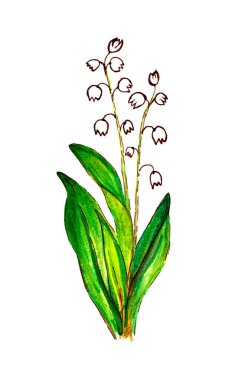 Beyaz arka planda izole edilmiş vadi çiçeğinin suluboya bahar zambağı. Mevsimlik bahar tatilleri için, kartlar, baskılar, kozmetikler.