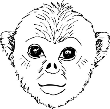 Şirin bir maymunun vektör çizimi