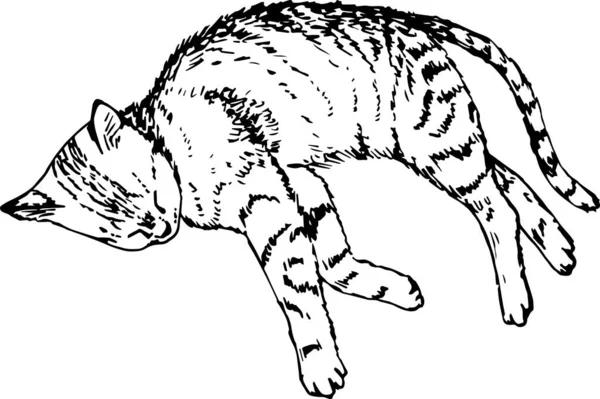 Illustrazione Vettoriale Gatto Carino — Vettoriale Stock