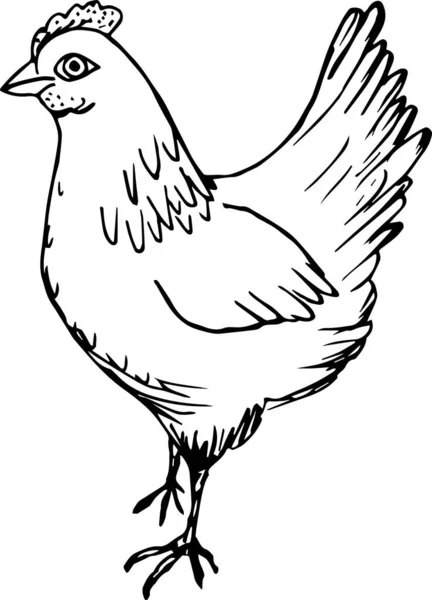 Illustrazione Vettoriale Del Pollo — Vettoriale Stock