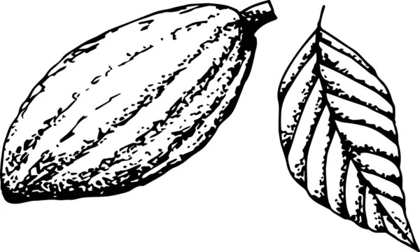 Ilustração Vetorial Uma Fruta Folha Preto Branco —  Vetores de Stock