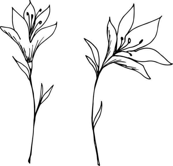 Vector Illustration Sketch Flowers — Stock Vector
