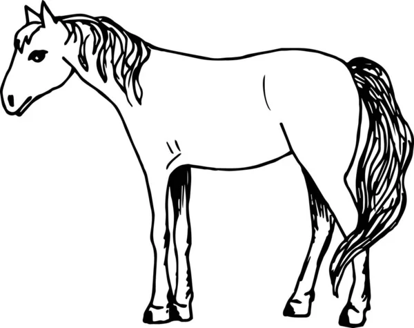 Bir atın vektör illüstrasyonu